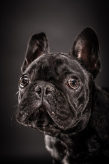 French bulldog