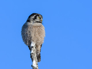 Northern Hawk Owl Perched on Snag Covered in Snow in Winter 