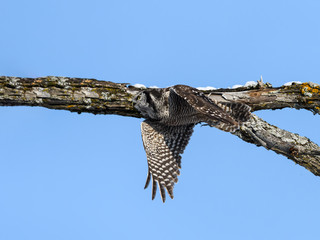 Northern Hawk Owl Takes Off from the  Tree on Blue Sky