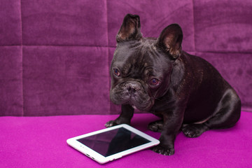 French bulldog