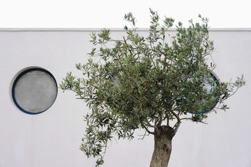 Olive tree and round window