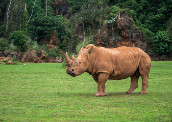 Obraz premium Rhinoceros on forest background
