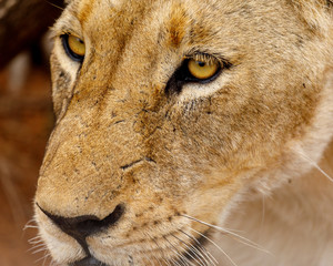 Lioness Closeup