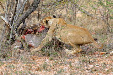 Female Lion Eating
