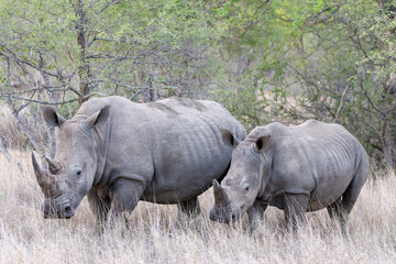 White Rhino with Calf