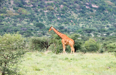 Giraffe in Samburu, Kenya