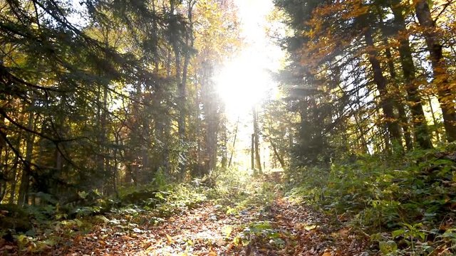 Beautiful autumn forest shot with dolly