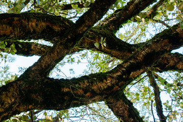Oak tree
