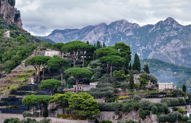 Ravello gardens and stone pine trees