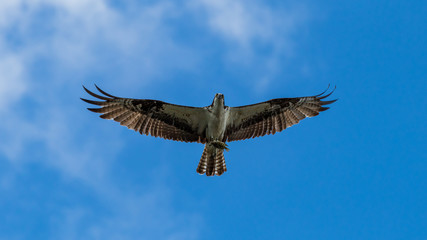 Osprey in Flight with catch.