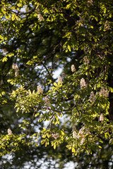 chestnut bloom