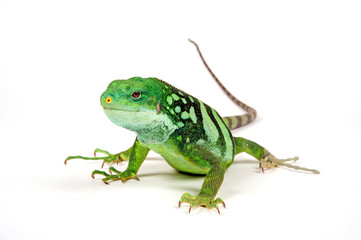 Fidschileguan / Kurzkammleguan (Brachylophus fasciatus) - Lau banded iguana  