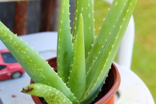 aloe vera plant