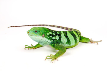 Lau banded iguana (Brachylophus fasciatus) - Fidschileguan / Kurzkammleguan