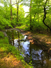 reflective stream in the forest