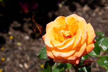 yellow rose in garden
