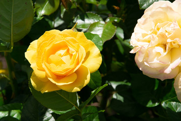 yellow rose in the garden