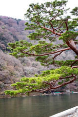 Branches of green Japanese pine above the river in Kyoto Park against the background of flowering spring nature. Vertical.