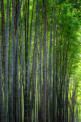 Bamboo alley in Kyoto on a sunny spring day. Densely growing trees to each other. Vertical.