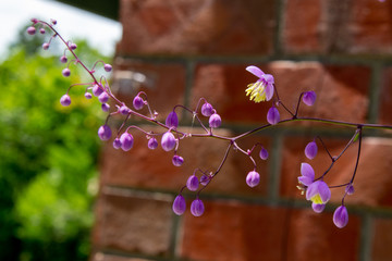 Purple drops in bricks background