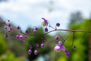 flowers on background of blue sky