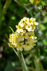 yellow flowers in garden