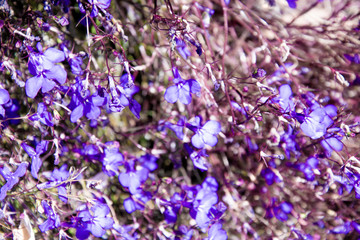 background of lilac flowers