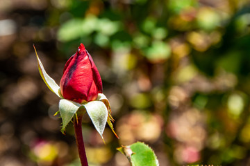 A red rose bud