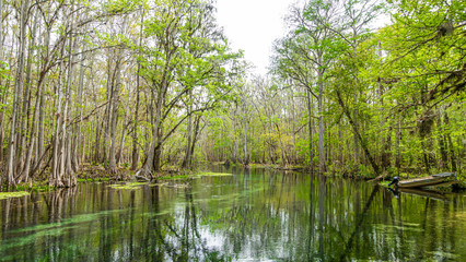 Obraz premium Picture of pretty Suwannee River and Twin Rvers State Forest in Florida in spring during daytime