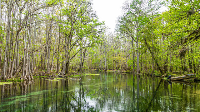 Picture of pretty Suwannee River and Twin Rvers State Forest in Florida in spring during daytime