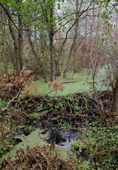 the dam blocked the river, the beavers built