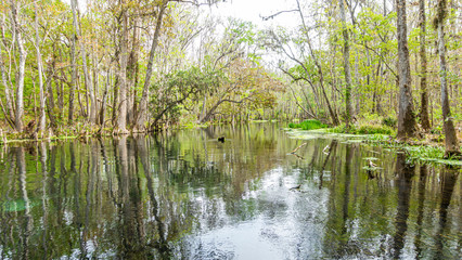 Fototapeta na wymiar Picture of pretty Suwannee River and Twin Rvers State Forest in Florida in spring during daytime