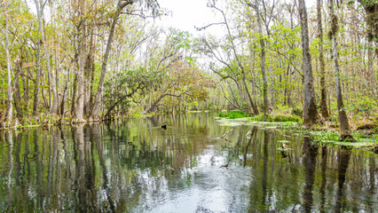 Picture of pretty Suwannee River and Twin Rvers State Forest in Florida in spring during daytime