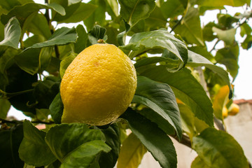Lemon tree