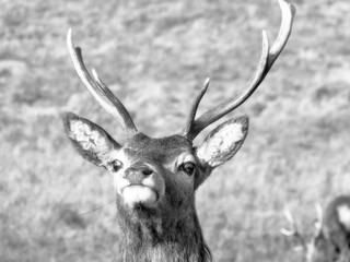 Naklejka premium Young Highland Deer