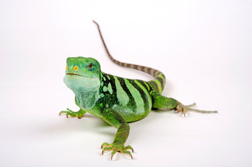 Lau banded iguana (Brachylophus fasciatus) - Fidschileguan / Kurzkammleguan