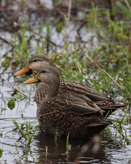 Mottled Duck(s) on an overcast day in Florida