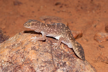 Australian Fat-tailed gecko resting on rock