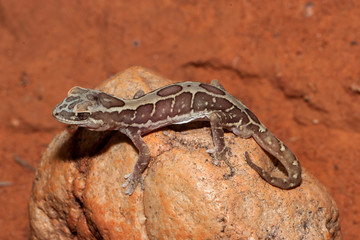Box-patterned Gecko