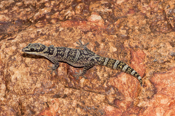 Australian Marbled Velvet Gecko resting on rock