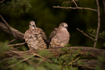 Inca Doves