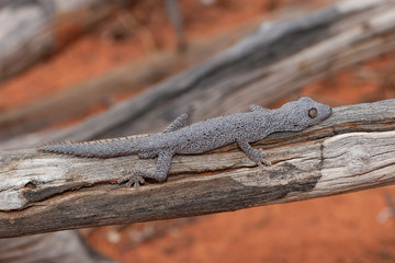 Australian Northern Spiny tailed Gecko .