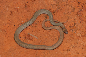 Australian Ringed Brown Snake
