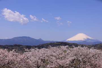 小山の頂上に咲いた桜と富士山
