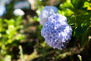 Hydrangea flower in the garden