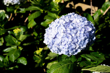Hydrangea flower in the garden