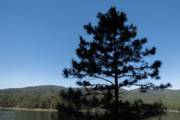 Obraz na płótnie Canvas Pinus tree in blue lake mountain