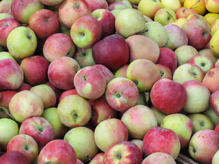 many ripe autumn apples — red, pink, green. Harvest apples are sold in the market.