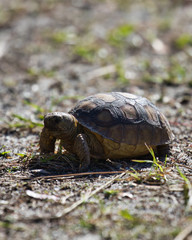 Baby turtle on a hiking trail in Florida