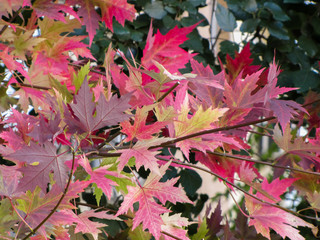 Red, purple autumn leaves of Canadian maple. Red maple is a very decorative plant for landscape design.